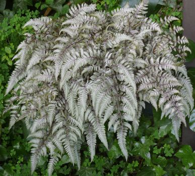 Japanese Painted Fern "Godzilla" in Trade One Gallon Pots (0.67Gallons of soil)